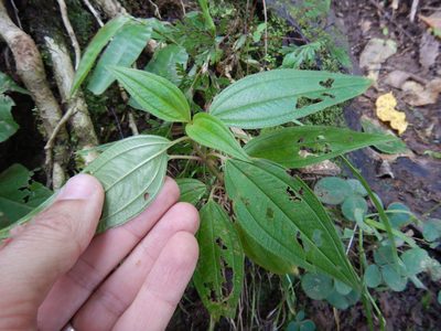Melastoma denticulatum, photographed by Jon Sullivan