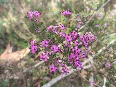 Erica umbellata, photographed by Iago Sanmartín Villar