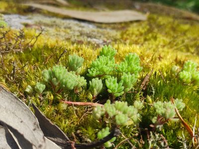Sedum hirsutum, photographed by Iago Sanmartín Villar