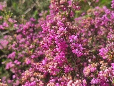 Erica umbellata, photographed by Iago Sanmartín Villar