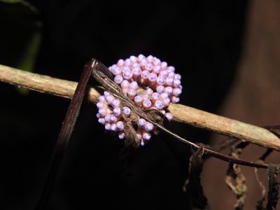 Memecylon randerianum, photographed by Hopeland