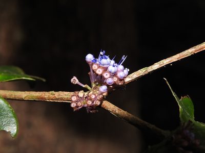 Memecylon randerianum, photographed by Hopeland