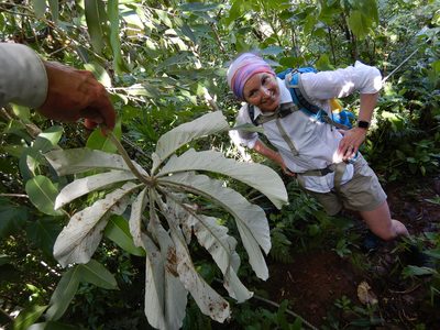Cecropia pachystachya, photographed by Jon Sullivan