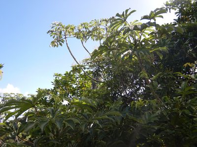 Cecropia pachystachya, photographed by Jon Sullivan