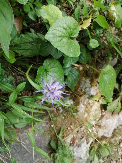 Phyteuma scheuchzeri, photographed by Parco Monte Barro