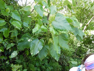 Fitchia speciosa, photographed by Jon Sullivan