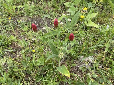 Trifolium incarnatum, photographed by Sandra Fauconnier