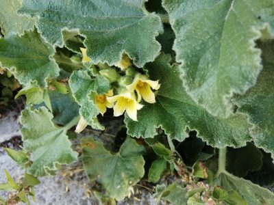 Ecballium elaterium, photographed by Dimitra Vasileiadou