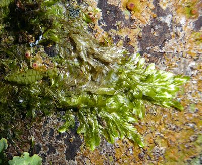 Orthorrhynchium elegans, photographed by Peter de Lange