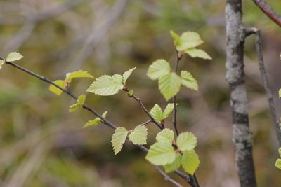 Betula pubescens, photographed by ll r Ирина
