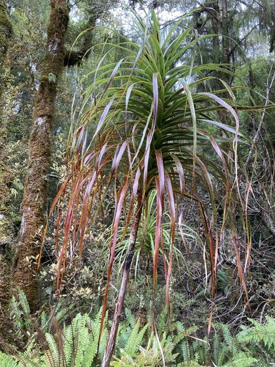 Dracophyllum elegantissimum, photographed by Matt Scott