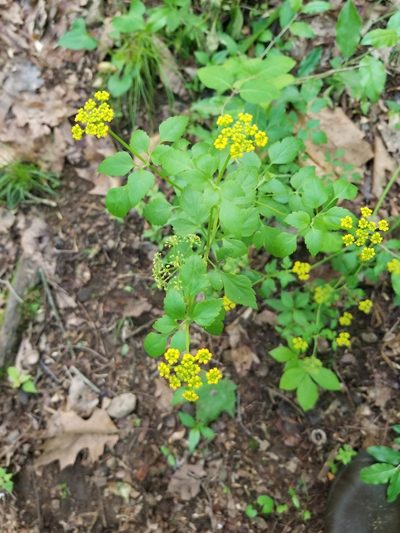 Thaspium barbinode, photographed by Guy Babineau