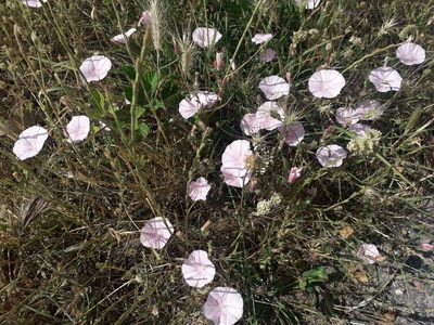 Convolvulus cantabrica, photographed by Tommy Andriollo