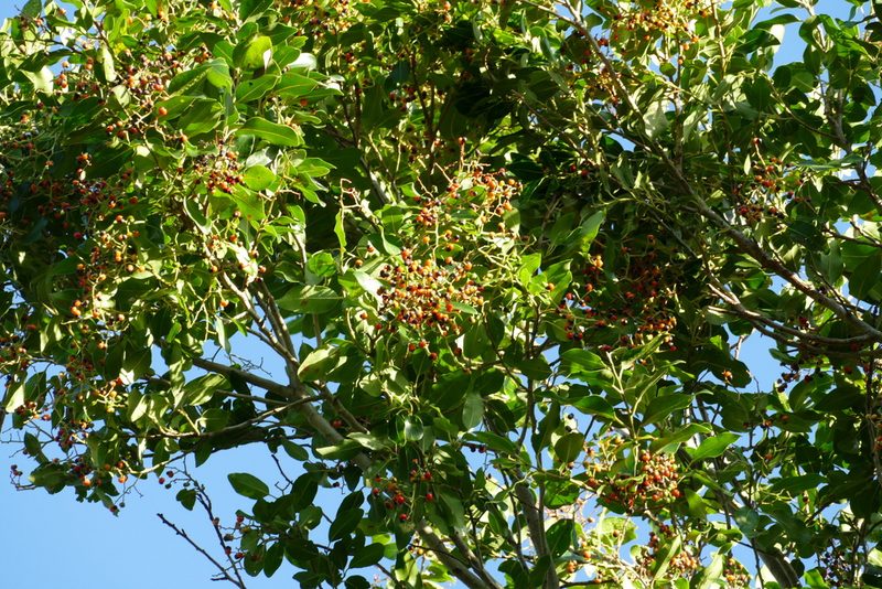 Apodytes dimidiata, photographed by Jean-Paul Boerekamps