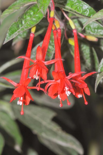 Fuchsia ampliata, photographed by Morten Ross