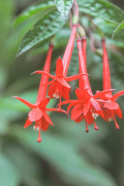 Fuchsia ampliata, photographed by Morten Ross