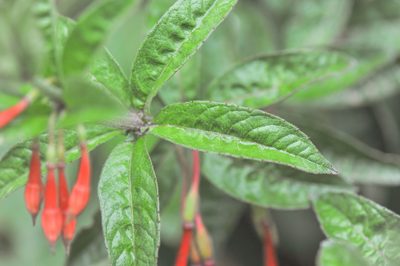 Fuchsia ampliata, photographed by Morten Ross
