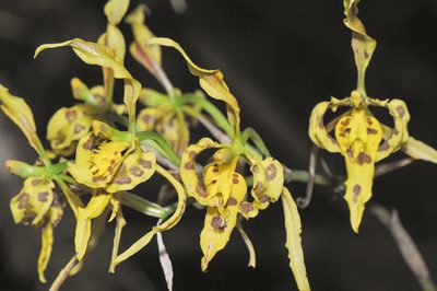 Cyrtochilum pardinum, photographed by Morten Ross