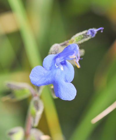 Salvia scutellarioides, photographed by Morten Ross
