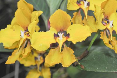 Cyrtochilum macranthum, photographed by Morten Ross