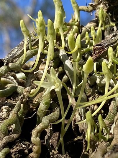 Mystacidium venosum, photographed by Jean-Paul Boerekamps