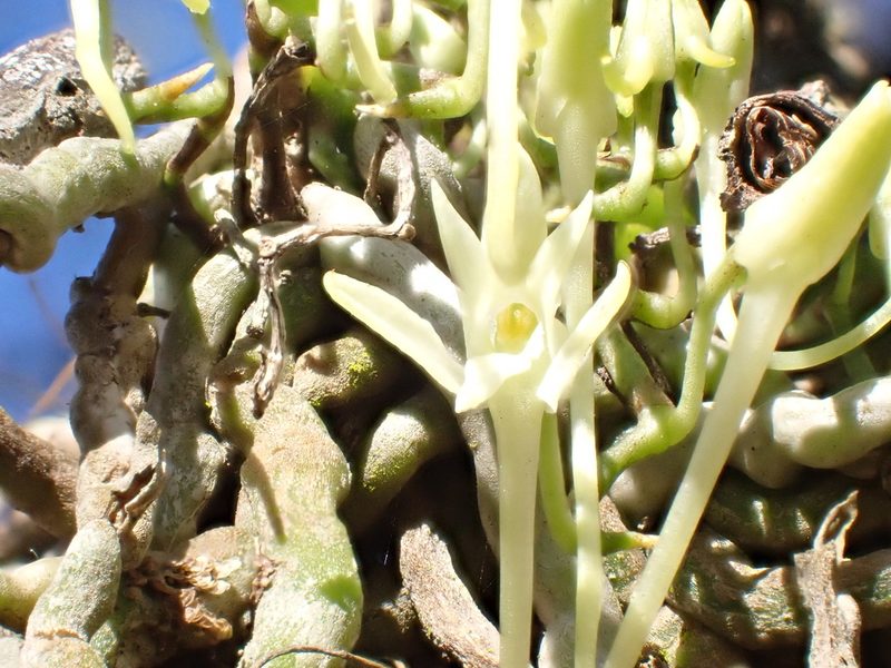 Mystacidium venosum, photographed by Jean-Paul Boerekamps