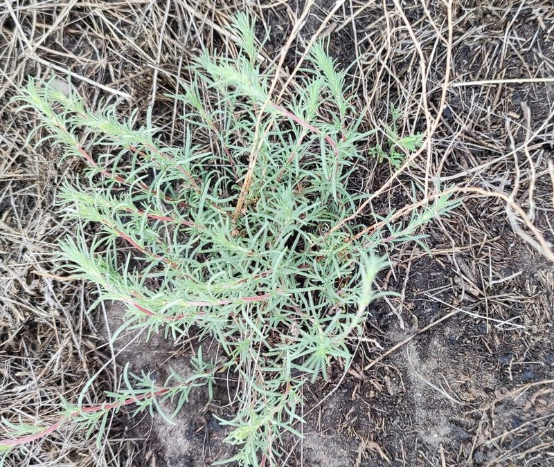Bassia prostrata, photographed by Yurii Basov
