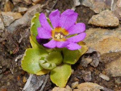 Primula cuneifolia, photographed by Matt Muir