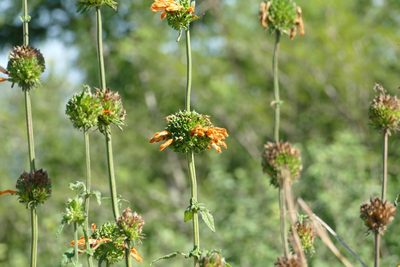 Leonotis ocymifolia, photographed by Jean-Paul Boerekamps