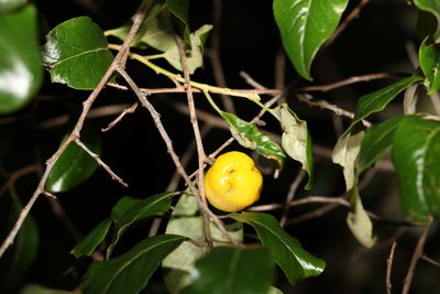 Petalostigma pubescens, photographed by Greg Tasney