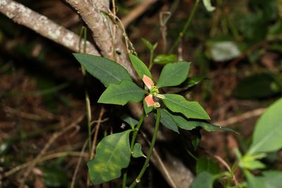 Euphorbia heterophylla, photographed by Greg Tasney