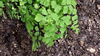 Adiantum capillus-veneris, photographed by Julien Lepage