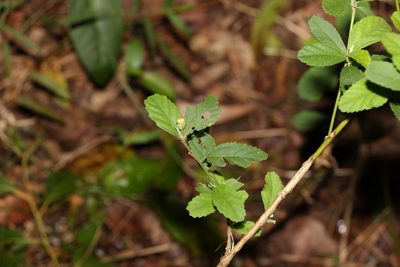 Sida rhombifolia, photographed by Greg Tasney