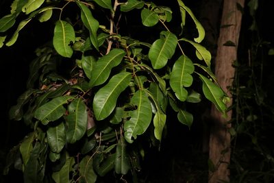 Cupaniopsis anacardioides, photographed by Greg Tasney