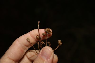 Eucalyptus microcorys, photographed by Greg Tasney