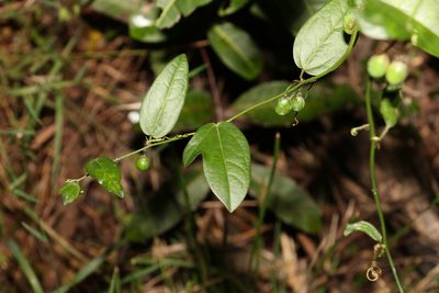Passiflora pallida, photographed by Greg Tasney