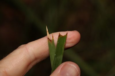 Lomandra longifolia, photographed by Greg Tasney