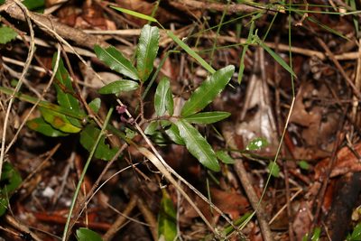 Ochna serrulata, photographed by Greg Tasney