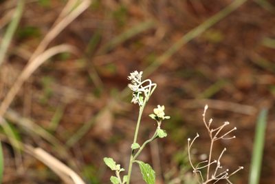 Cyanthillium cinereum, photographed by Greg Tasney