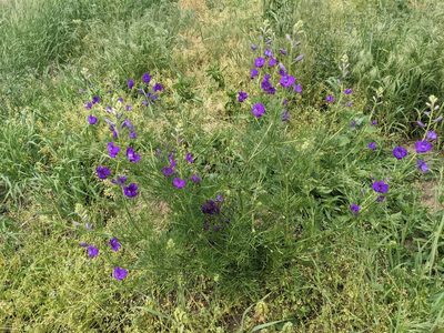 Delphinium ajacis, photographed by Zoltán Stekkelpak