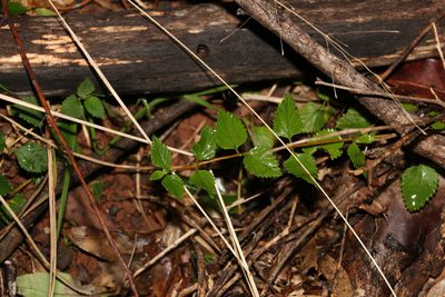 Lantana montevidensis, photographed by Greg Tasney