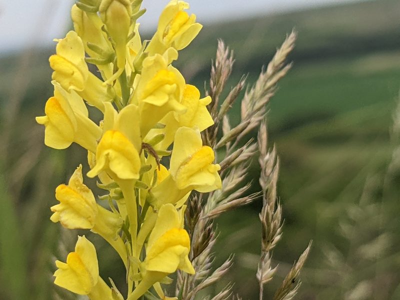 Linaria angustissima, photographed by Zoltán Stekkelpak