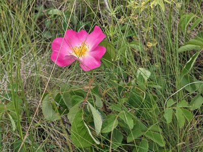 Rosa gallica, photographed by Zoltán Stekkelpak