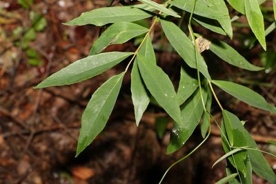 Wikstroemia indica, photographed by Greg Tasney