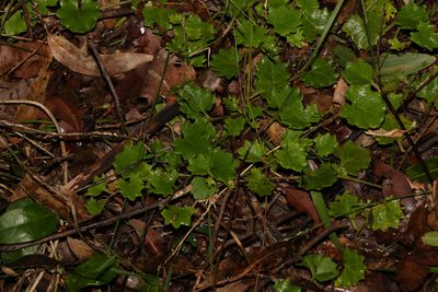 Goodenia rotundifolia, photographed by Greg Tasney