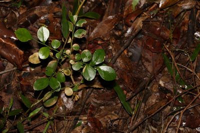Murraya paniculata, photographed by Greg Tasney