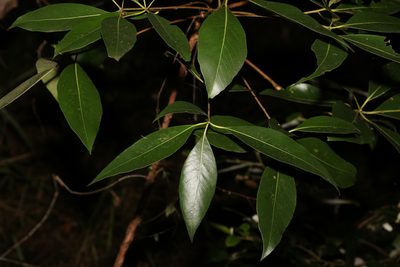 Lophostemon confertus, photographed by Greg Tasney