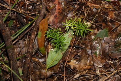 Asparagus aethiopicus, photographed by Greg Tasney