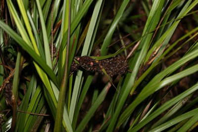 Gahnia aspera, photographed by Greg Tasney