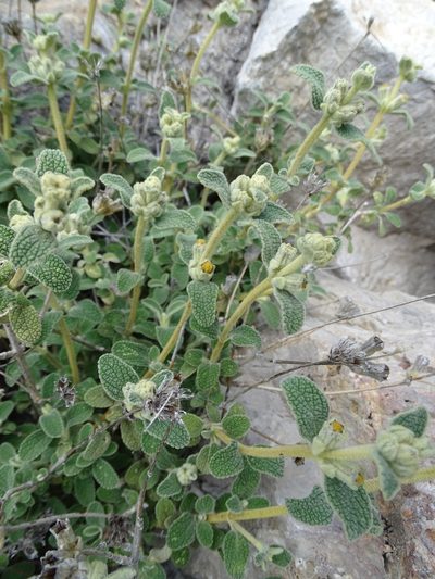 Phlomis lanata, photographed by Grzegorz Grzejszczak